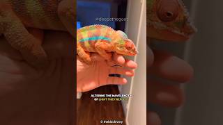 How Chameleons Changes Colors 🦎 [upl. by Helenka741]