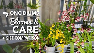 ONCIDIUM ORCHIDS Blooms amp Care  How To Water amp Fertilize Oncidiums  Medium Pot amp Size Comparison [upl. by Grimes585]