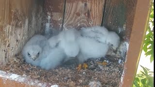 Redfooted Falcon Nest Cam 2  Two falcon chicks again fight over the prey  July 4 2024 [upl. by Cyrilla]