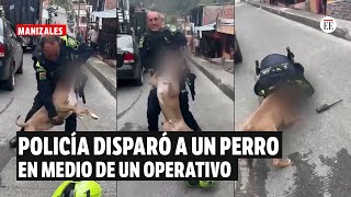 Policía disparó a un perro de raza pitbull en medio de un operativo en Manizales  El Espectador [upl. by Burra]