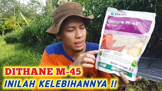 KELEBIHAN FUNGISIDA DITHANE M45 UNTUK TANAMAN CABE [upl. by Vallie]