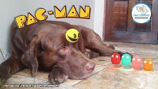 Pacman amp Dog 🐕  5 [upl. by Harleigh957]