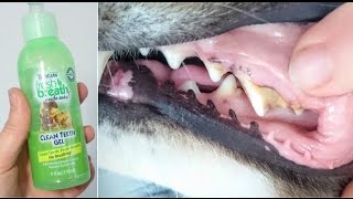 Tropiclean Fresh Breath Dog Teeth Cleaning Gel Review [upl. by Scibert]