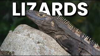 Lizards The Real Life Dragons [upl. by Irakuy]