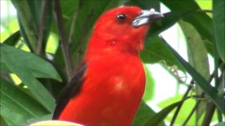 Ramphocelus bresilius  Tiêsangue  Brazilian Tanager [upl. by Ardnic305]