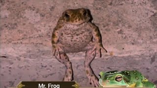 frog npc [upl. by Haraz979]