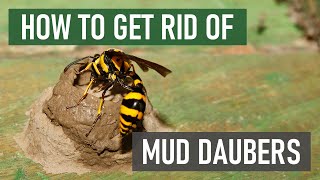 How to Get Rid of Mud Daubers Mud Wasps  Dirt Daubers 4 Easy Steps [upl. by Ahsitra74]