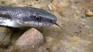 Gray Rat Snake [upl. by Elroy]