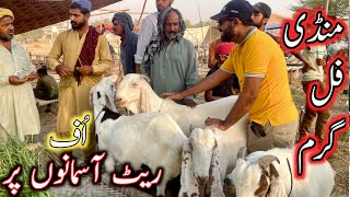 bakra mandi 2024  bakra mandi lahore  mandi 2024 [upl. by Yenial]