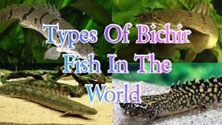 Types Of Bichir Fish In The World [upl. by Correy345]