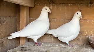 Breeding pigeons 2024 white racing pigeon racing homers breeding loft [upl. by Nollahp]