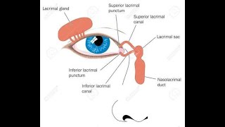 Anatomy of Lacrimal Apparatus In short [upl. by Htessil24]