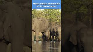 Water Facts That Go Beyond Just Hydration💧🐾 World Water Day Special🌊 worldwaterday  Animal Planet [upl. by Mloc]