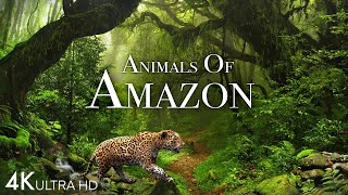 Animals of Amazon 4K  Animals That Call The Jungle Home  Amazon Rainforest Scenic Relaxation Film [upl. by Odrick]