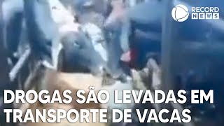 Traficantes escondem carga de drogas no transporte de vacas [upl. by Hassadah]