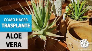 Cómo hacer TRASPLANTE de ALOE VERA [upl. by Roskes]