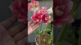 Amaryllis Growing Guide✨ floridagardening gardening trending flowers flowergarden organic [upl. by Gearhart819]