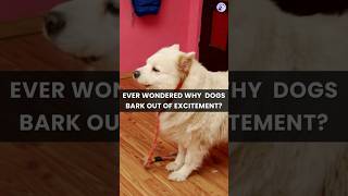 Ever Wondered Why Dogs Bark Out of Excitement dogbarking barking [upl. by Atived]