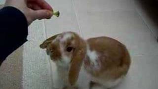 crumble 10 week baby mini lop bunny rabbit [upl. by Ax]