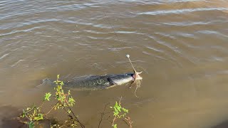 PEIXE DEMAIS CARONAL VALEU A PENA A PESCARIA RIO TAQUARI [upl. by Erek]