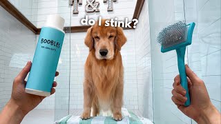 How I Groom My Golden Retriever ASMR [upl. by Hagi60]