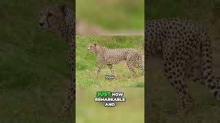 Natures Speed Demons The Fastest Animals Explained animaltrainingfundamentals facts [upl. by Asyle567]