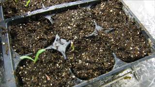 statice seeds germinated statice seedlings statice seeds sprouted [upl. by Oag825]