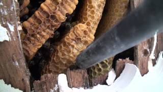 Abeilles Déloger une colonie installée en sous toiture Honey bee colony removal [upl. by Sarid]