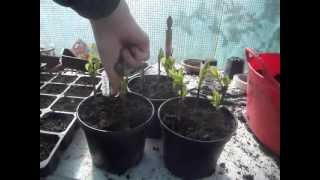 How to Propagate Forsythia from Softwood Cuttings [upl. by Irat]