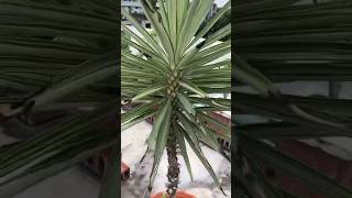 How to plant Yuccas yuccaplantas plants garden trending viralshorts youtubeshorts gardening [upl. by Claudy955]