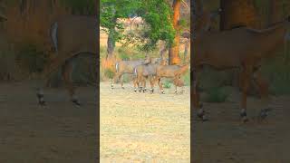 Nilgai Video nilgai nilgaijumpingjungleinside nilgaijumping nilgaivideo animals shortsfeed [upl. by Ernaldus]