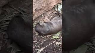 🦦🎥 Meet the Playful Otters of Mogo Zoo 🦦🎥 animal zoo otter [upl. by Martita]