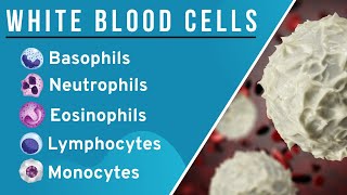 White Blood CellsLeucocytes WBCs in Hindi Structure and Function  Granulocytes Agranulocytes [upl. by Yelra]