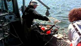 Crab Fishing in Cowichan Bay [upl. by Eben582]