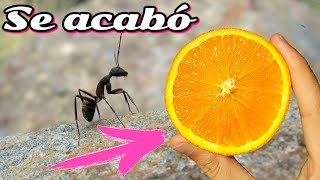 🐜 Este REMEDIO PaRa HORMIGAS es 100 VECES mas efectivo y Facil que cualquier otro • Casero y Natural [upl. by Azne971]