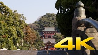 Kamakura Tsurugaoka Hachimangu  Kanagawa  鶴岡八幡宮  4K Ultra HD [upl. by Wassyngton149]