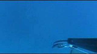 Epinephelus guaza spearfishing video [upl. by Valdas346]