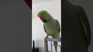 Indian Ringneck parrot talking [upl. by Zuckerman]