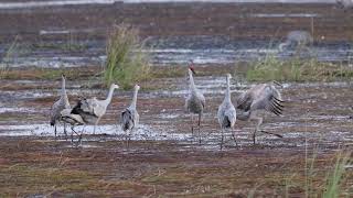 Sandhills Dancing 1 [upl. by Yrmac]