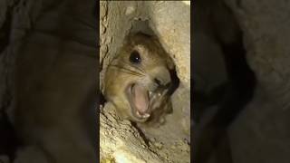 Crazy hyrax screaming Mammama continue on my channel funny hyrax memes [upl. by Brewer270]