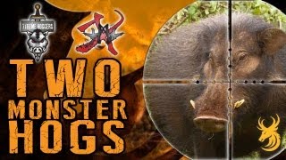 Extreme Hog Hunting  Two MONSTER Hogs [upl. by Seniag]