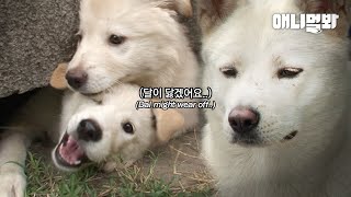 모두가 강아지 5남매의 엄마인 줄 알았던 백구 역대급 반전 이야기ㅣInside Story Of A Dog Raising Someone Elses Kids [upl. by Dardani]