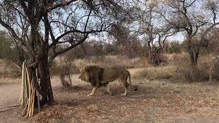 UKUTULA WAK WITH THE LION LODGE GAME RESERVE [upl. by Llen]