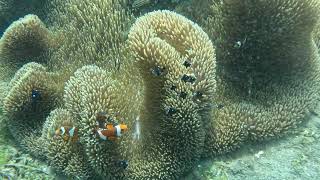 Pemuteran Bay  Napolean reef and Fisherman basket [upl. by Gnaht]