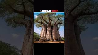 Baobab Tree shorts tree baobab facts [upl. by Dimphia679]