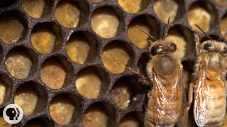 Honey Bees Make Honey  and Bread  Deep Look [upl. by Walton]