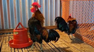 Jungle fowl rooster crowing sound effect [upl. by Antone]