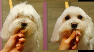 Easy Maltese Head Grooming [upl. by Derina]