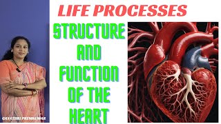 Life processes  transportation heart class10 biology cbse [upl. by Laup]