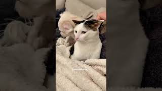 Funny pets  2024 🤣 Funny cats videos 😸 😊8 [upl. by Allista]